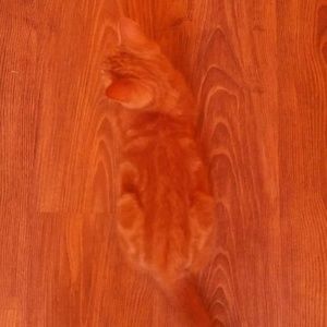 Meet your Posher, Nina